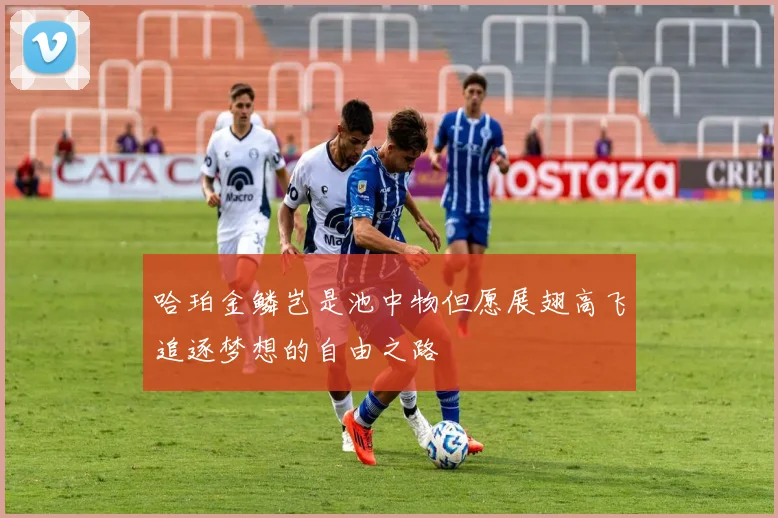 哈珀金鳞岂是池中物但愿展翅高飞追逐梦想的自由之路